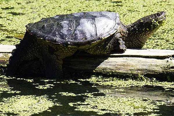 World  largest Turtle had 10-foot long Horned Shell