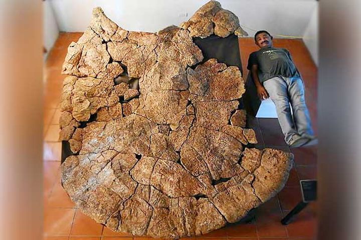 Fossils of 1 ton fighting turtle found in South America