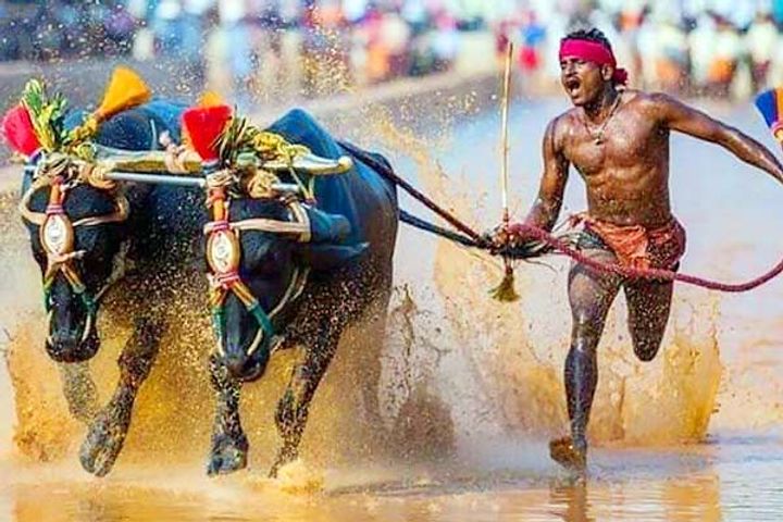 Karnataka man covered 100 metres in Just 9.55 seconds while running with buffaloes