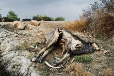 Climate change may kill 1 in 3 plant and animal species within 50 years