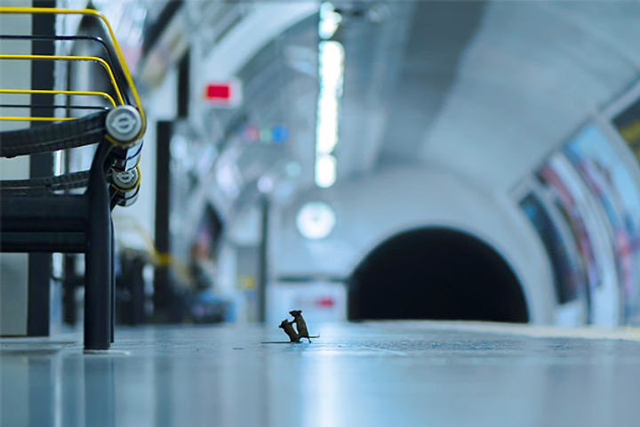 Mice of the London Underground win the Wildlife Photographer of the Year 2019