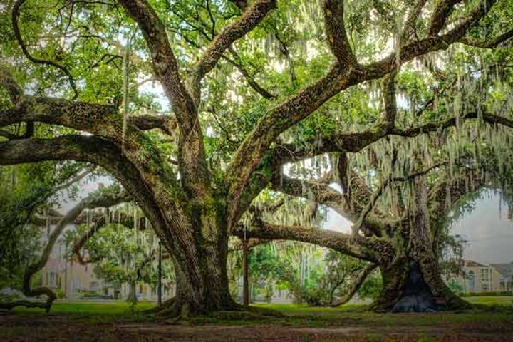 SC order  Find out how much oxygen a tree releases in its lifetime