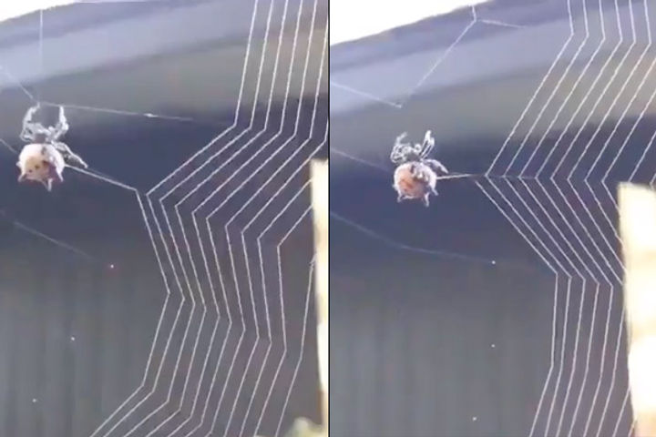 Spider web weaving video viral, users said   exquisite