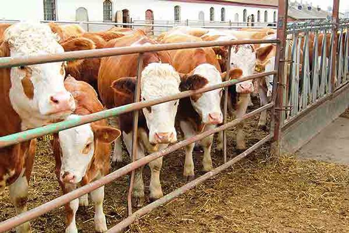 Over 9000 cattle died in UP shelters in 2019 due to natural causes says State government