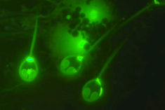 Tel Aviv University researchers discover a non-breathing living animal