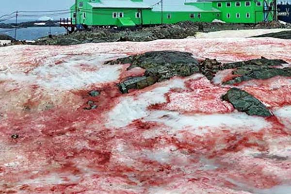 Spooky  Blood Snow  Spotted In Antarctica 