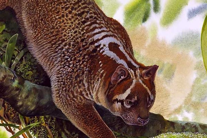Researchers found the remains of an extinct marsupial lion species Lekaneleo roskellyae