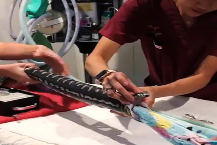 Doctors towel  a three meter long dragon  neck