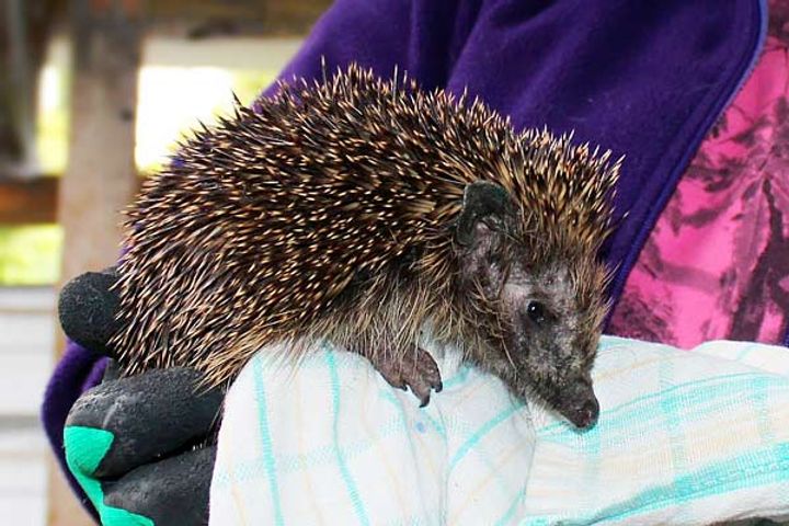 Hedgehogs could not hibernate and it can be threatening for the species