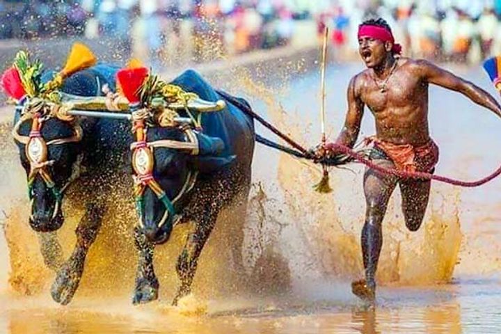 Kambala Jockey Srinivas Gowda Sets Record in Medal Haul