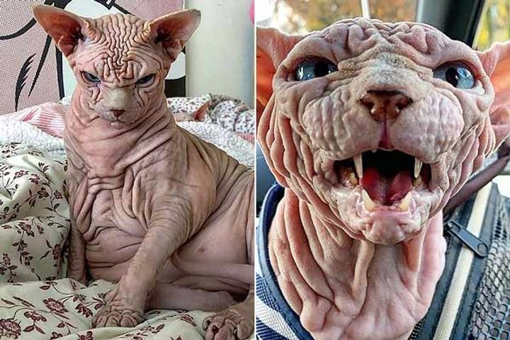 This is the world scariest cat there are more than 22 thousand followers on Instagram This is the world scariest cat there are more than 22 thousand followers on Instagram