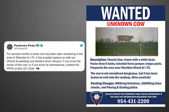  A cow declared wanted by the Florida police 