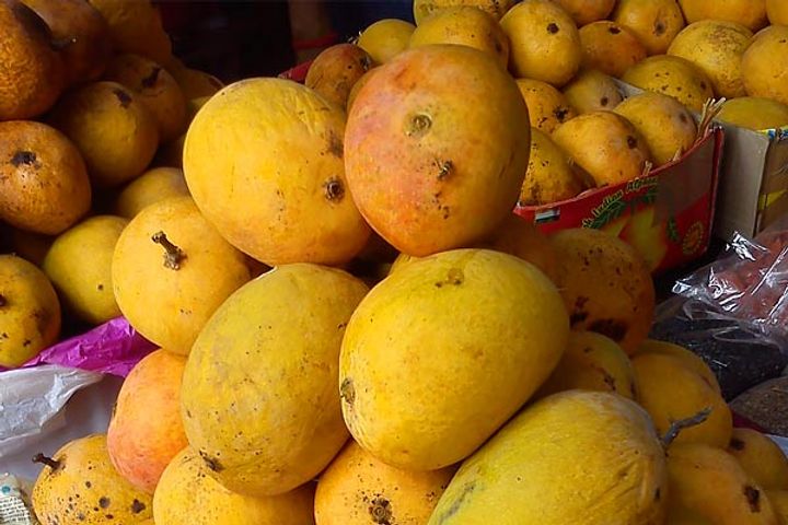 Countries like Russia, Australia and China love  Indian mangoes