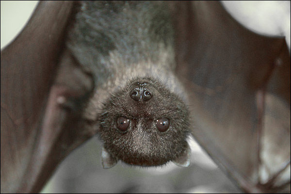 Scientists claim bats are not to blame for coronavirus
