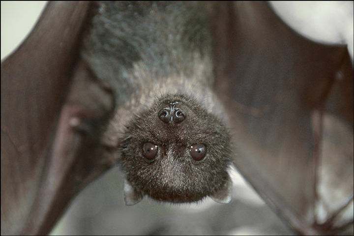 Scientists claim bats are not to blame for coronavirus