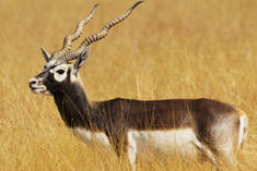 6 people arrested for hunting black deer