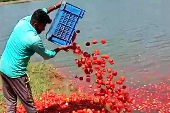 Upset with the govt farmer dumps 3 tonnes of tomatoes  in a lake amid coronavirus lockdown