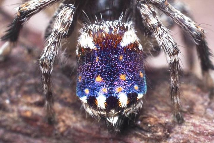 New spider species resembles van Gogh  Starry Night  masterpiece