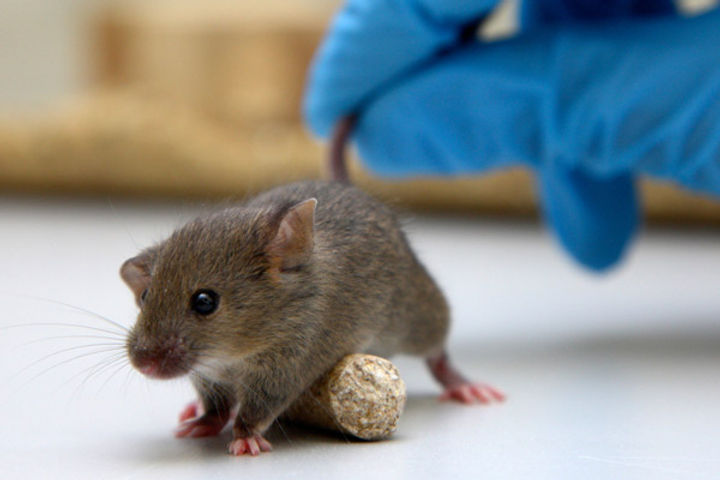 Israel tests vaccine prototype on rodents