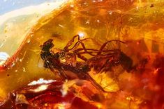 Flies preserved in the fossils for millions of years during having sex