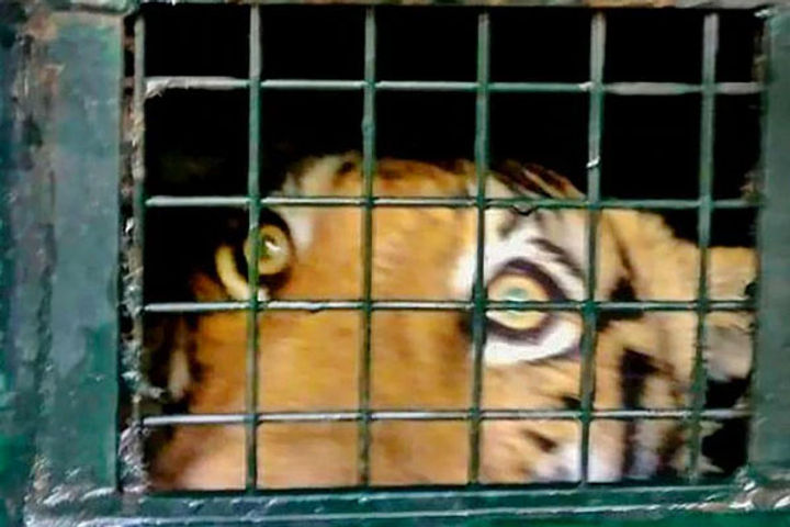 Tiger at New York Bronx Zoo tests positive
