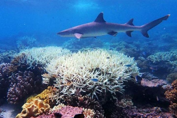 Great Barrier Reef suffers worst-ever coral bleaching, third mass bleaching in 5 years