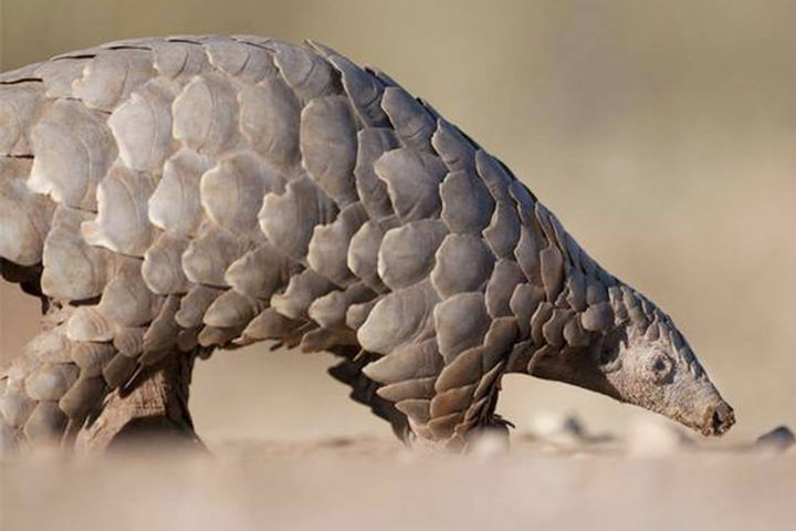 World most trafficked mammal pangolin rescued in Jharkhand