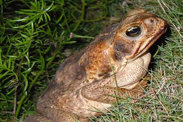 Asian horned frogs discovered in Nagaland and Manipur