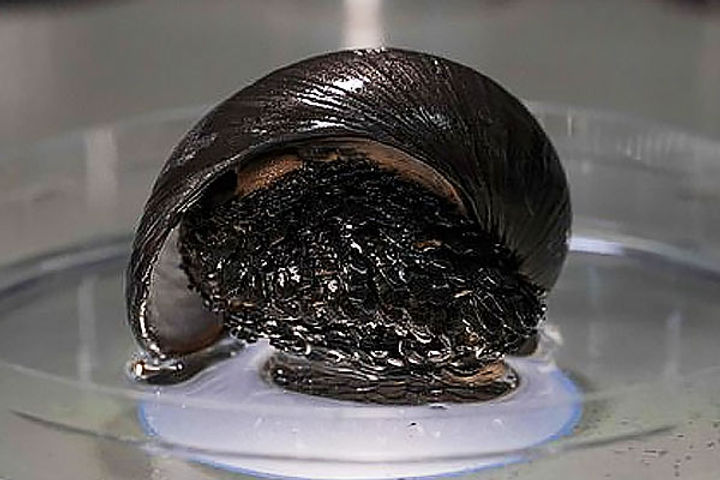Scientists figure out how iron-shelled snails live in underwater