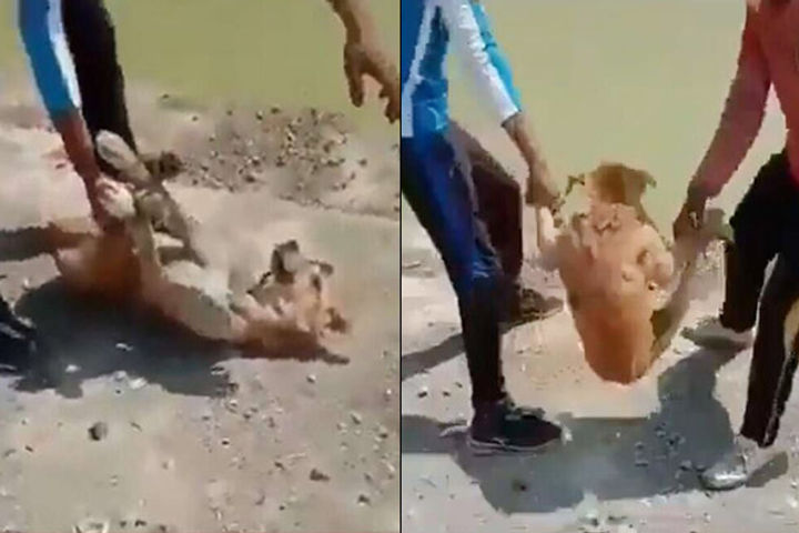 FIR lodged against 2 TikTok users for throwing a dog into a pond