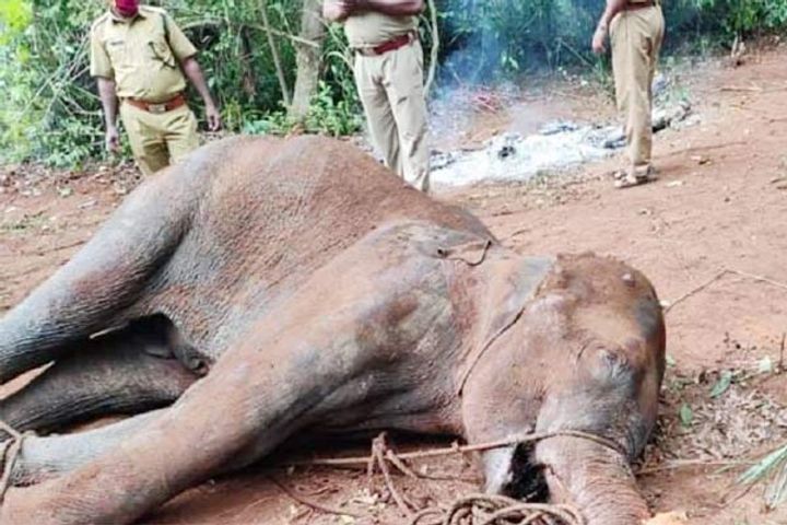Kerala launches manhunt to nab villagers who fed cracker filled pineapple to pregnant elephant