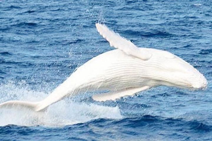 29 years later rare white humpback whale spotted in Australian sea