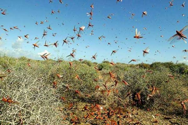 India will aerial spray pesticide to deal with locust attack problem