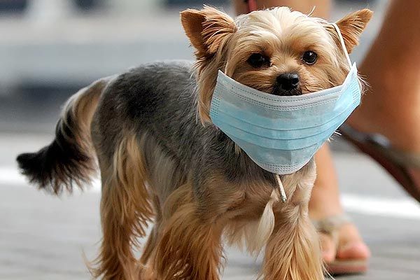 Pets may become the next corona career the threat of a second wave of epidemic  research