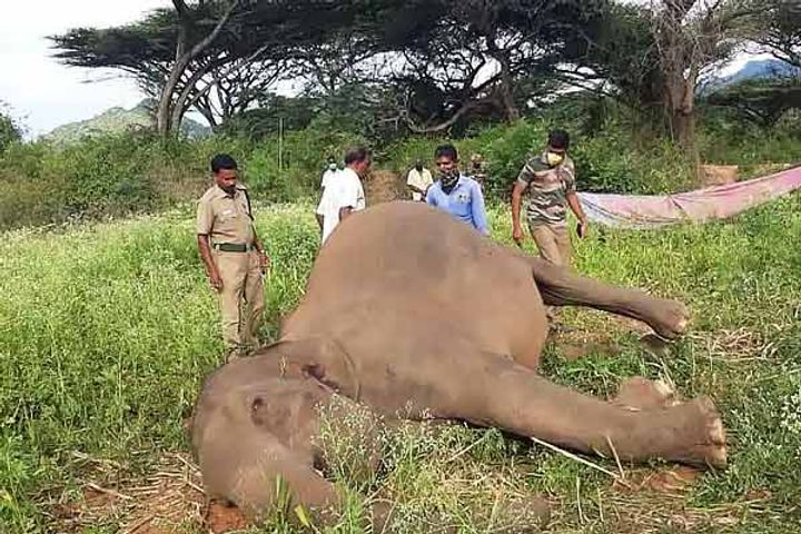 Man-animal conflict accident kills two elephants in Tamil Nadu Coimbatore