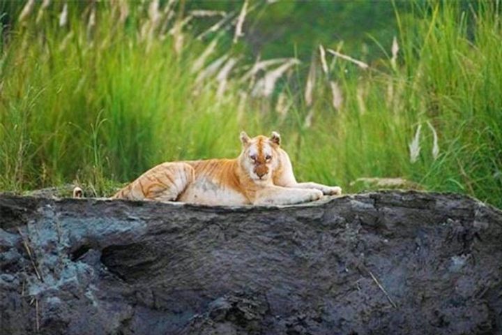 India only Golden Tiger found in Kaziranga photo goes viral