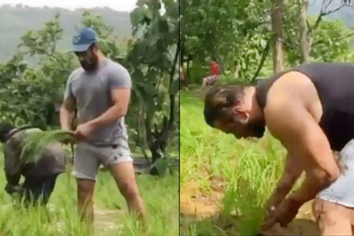 After plowing the field with the tractor Salman Khan is now transplanting paddy at the farmhouse vid