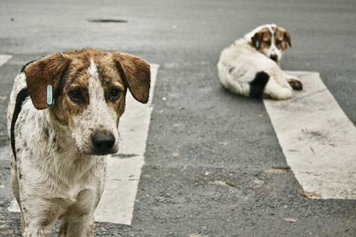 Female dog sexually assaulted by 40-year-old man in Maharashtra Thane accused arrested