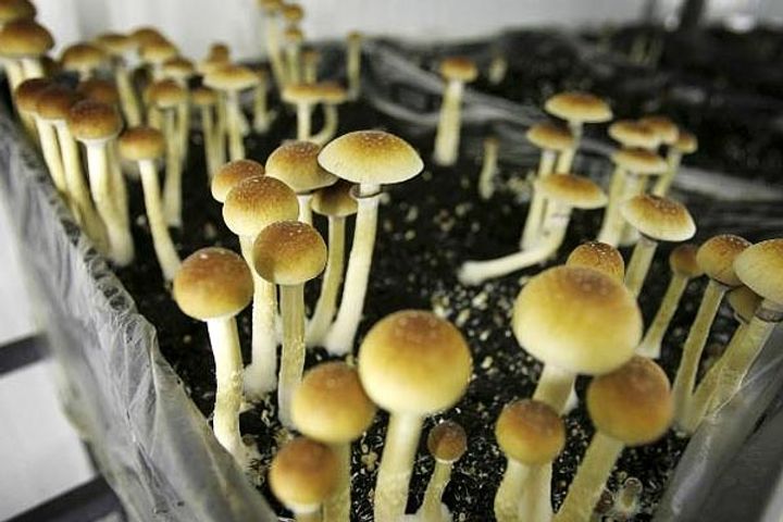 Canada allowed people with terminal cancer to legally consume psychedelic mushrooms
