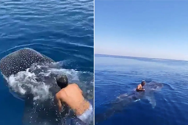 Man jumps on back of whale shark swims along while holding on to its dorsal fin
