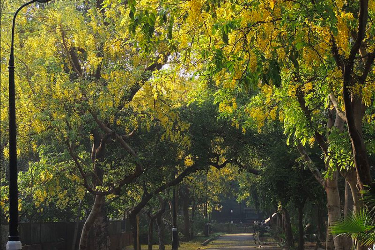 Enough tree
