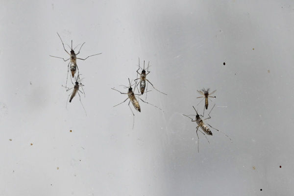 Singapore battles record dengue outbreak with more than 26000 cases