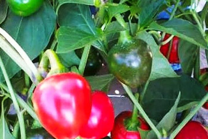 one of the world's spiciest chillies gets GI tag