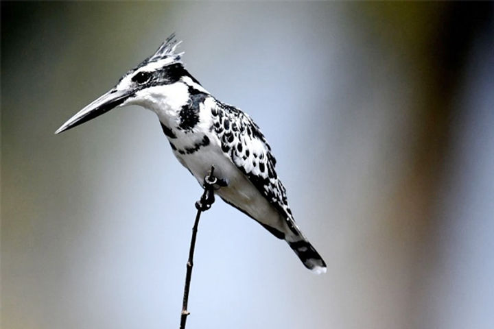 birds birds