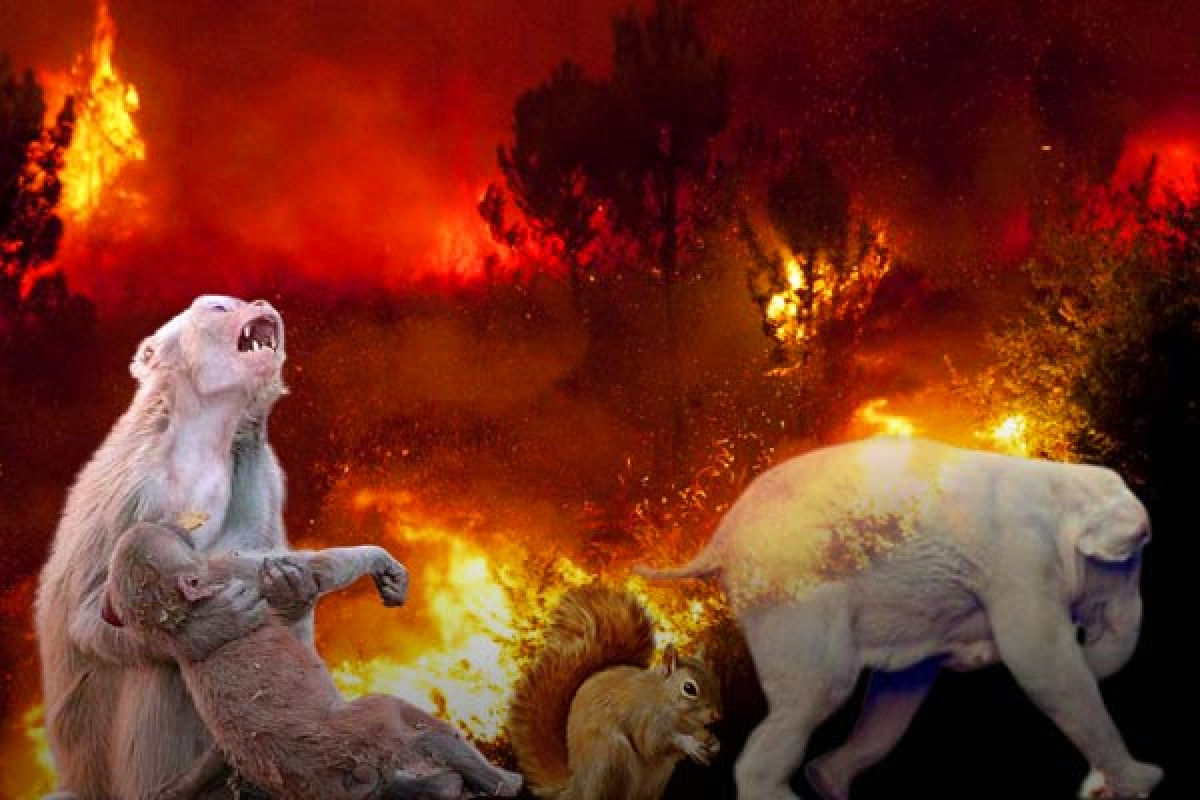 Over  million animals died in Amazon rainforest fires - Shortpedia News  App
