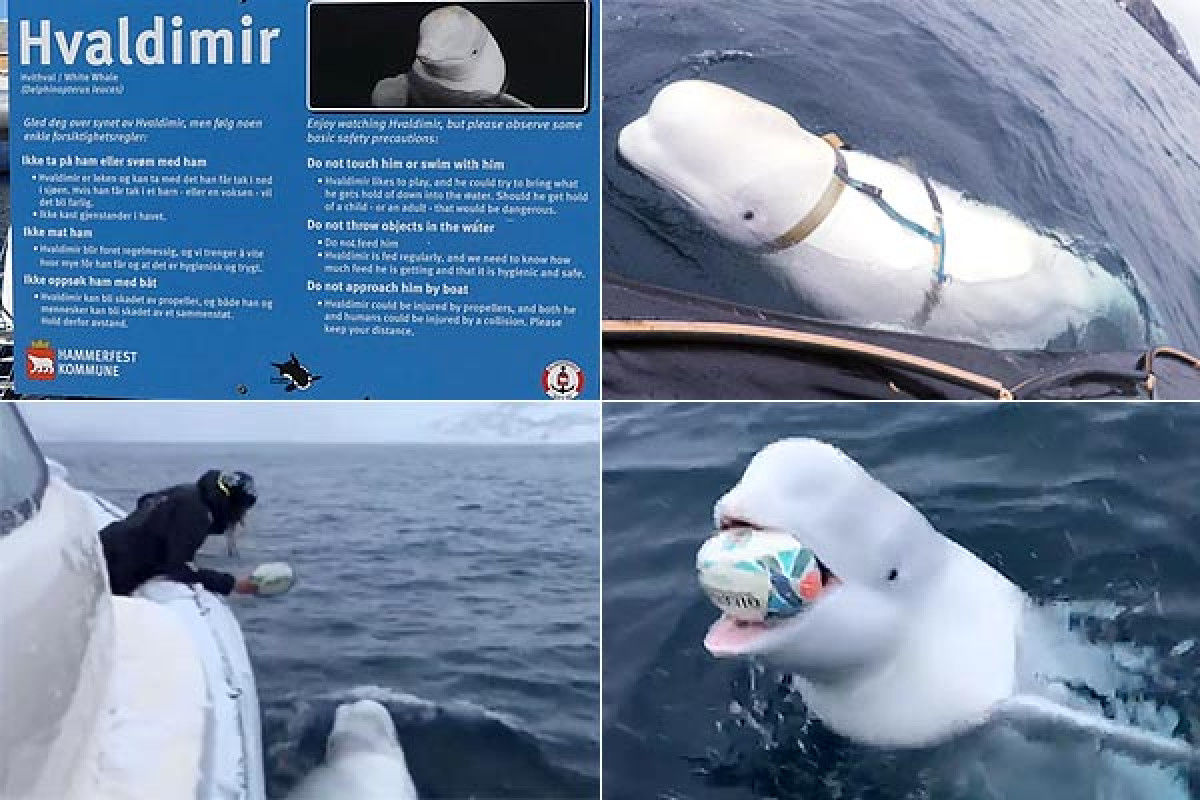 Video of Beluga whale playing with rugby ball that went viral was actually  Hvaldimir, Russian Spy - Shortpedia News App