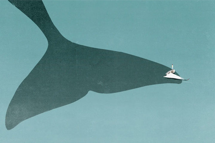 orcas harassing boats