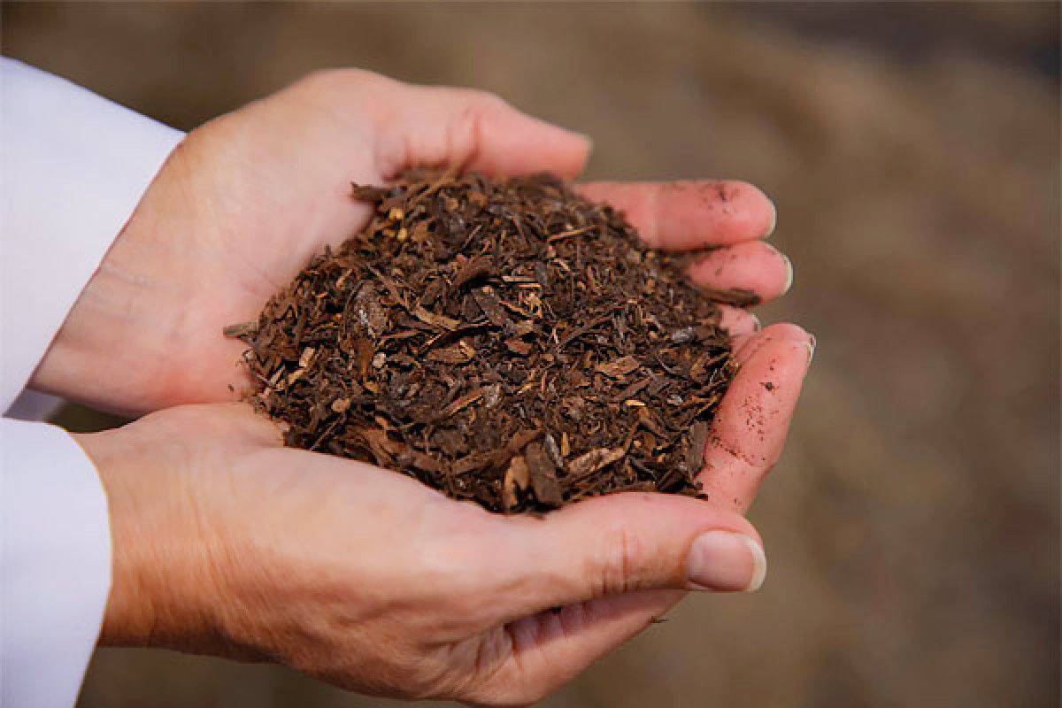 Human compost funerals better for environment