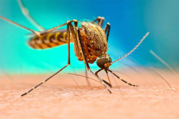 Outbreak Of Dengue And Fever In Karimganj Village Of Mainpuri