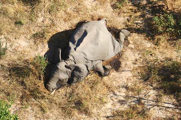 Death of Elephants in Botswana